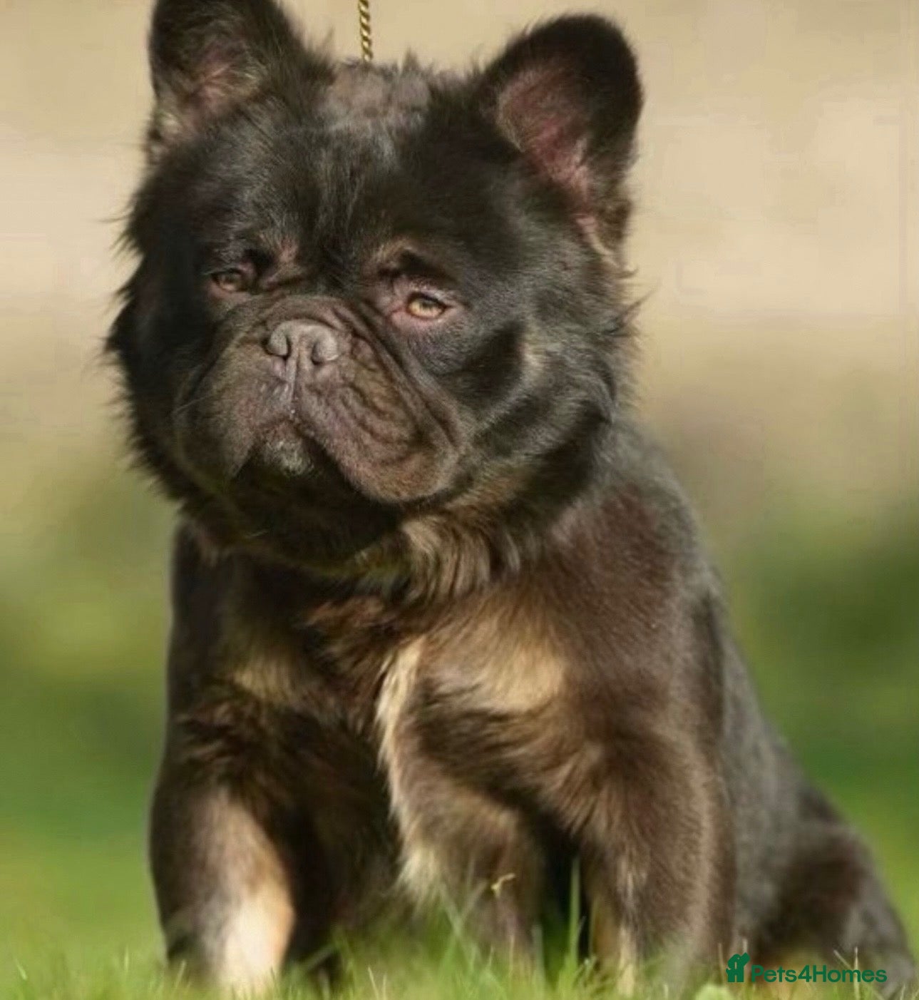 French Bulldog dogs Full fluffy chocolate tan French bulldog - Advert 2