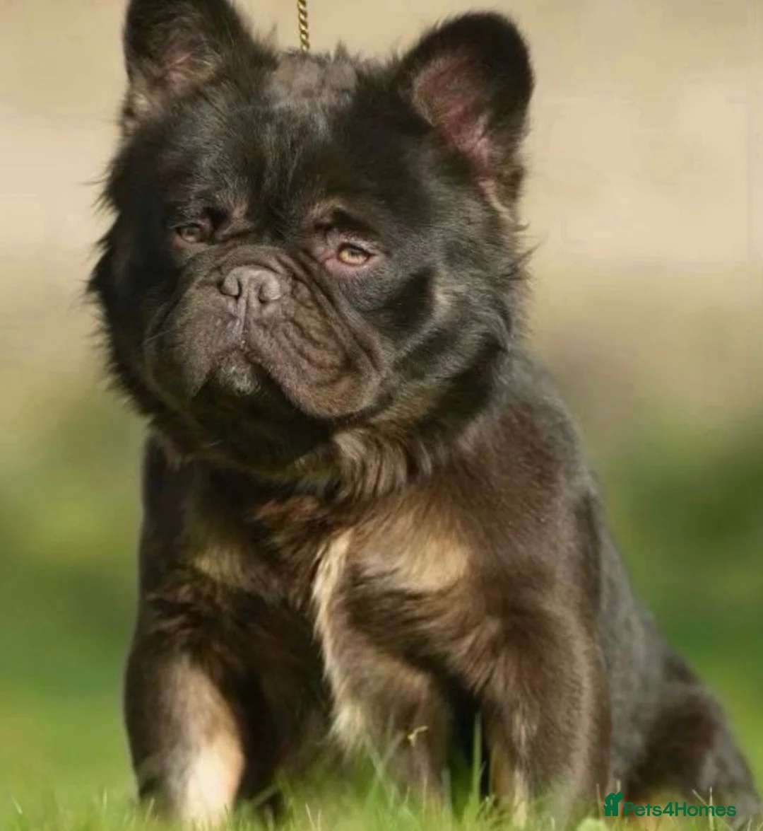 French Bulldog dogs for sale: Full fluffy chocolate tan French bulldog - Advert 1