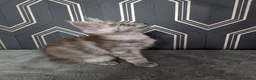 Maine Coon cats for sale: Ready soon beautiful Maine coon males  - Advert 28