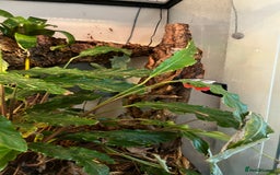 Gecko reptiles for sale: Male Crested Gecko and inclosure. - Image 7