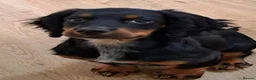 Sprocker dogs for sale: Sprocker puppy boy  - Advert 5
