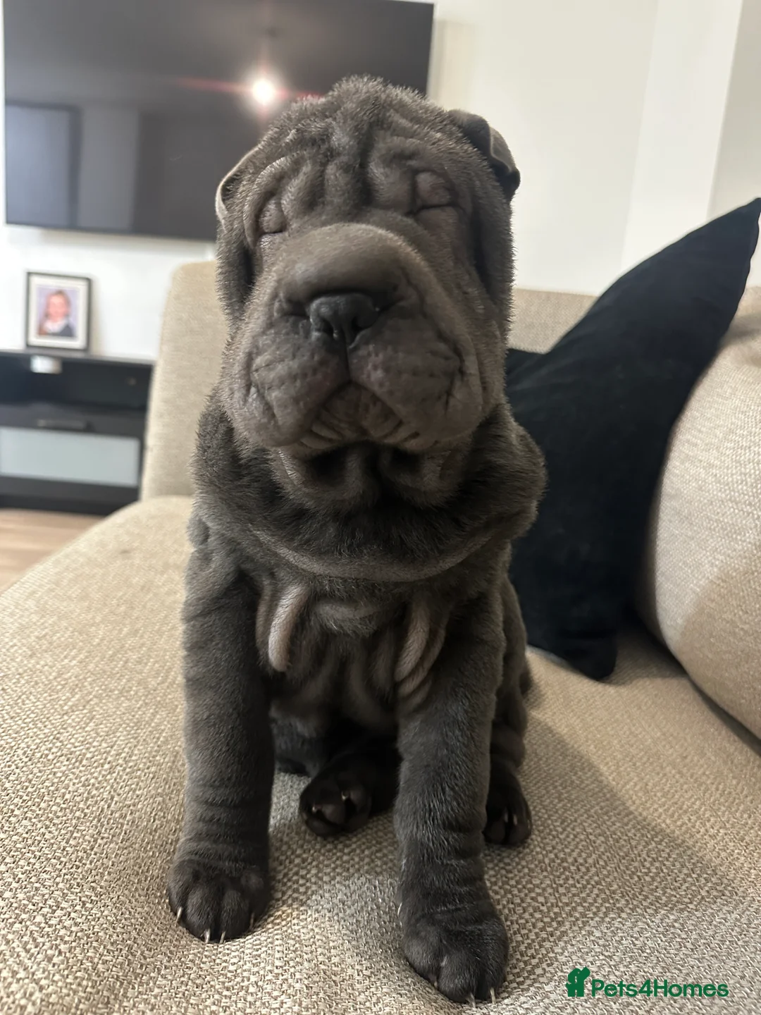Shar Pei dogs for sale: Shar Pei female puppy in Northampton - Advert 1