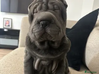 Shar Pei dogs Shar Pei female puppy in Northampton - Advert 8