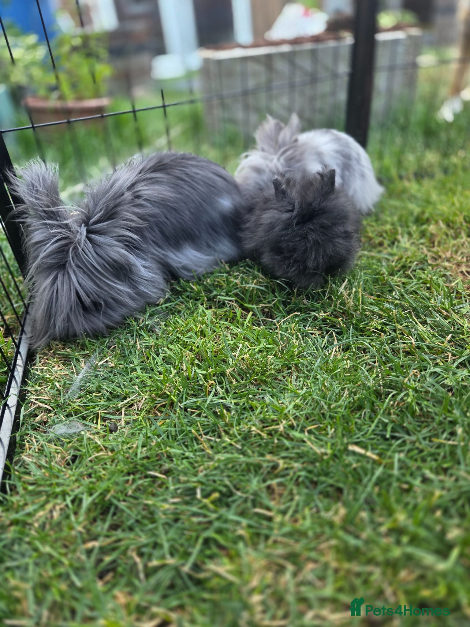 Lionhead rabbits Charcoal fluffy lionhead rabbit - Advert 2