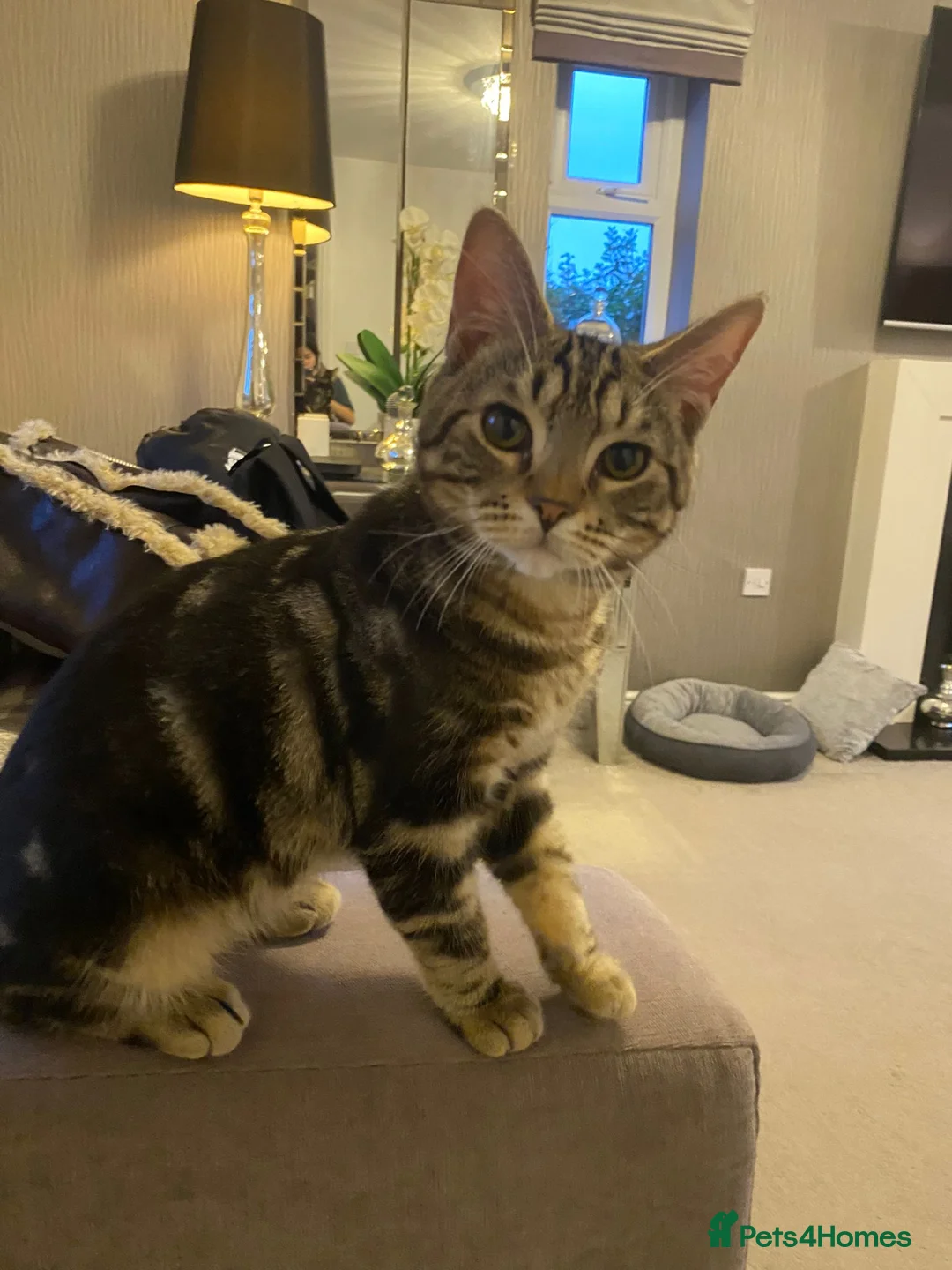 British Shorthair cats for sale: Kittens of 6 months NEED GONE URGENTLY  - Advert 6