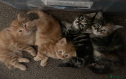 Turkish Angora cats for sale: Turkish Angora kittens - 2 left - Image 8