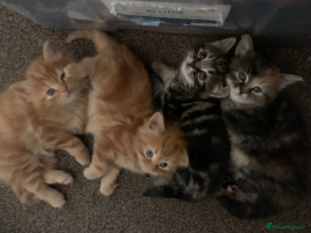 Turkish Angora cats for sale: Turkish Angora kittens - 2 left - Image 8