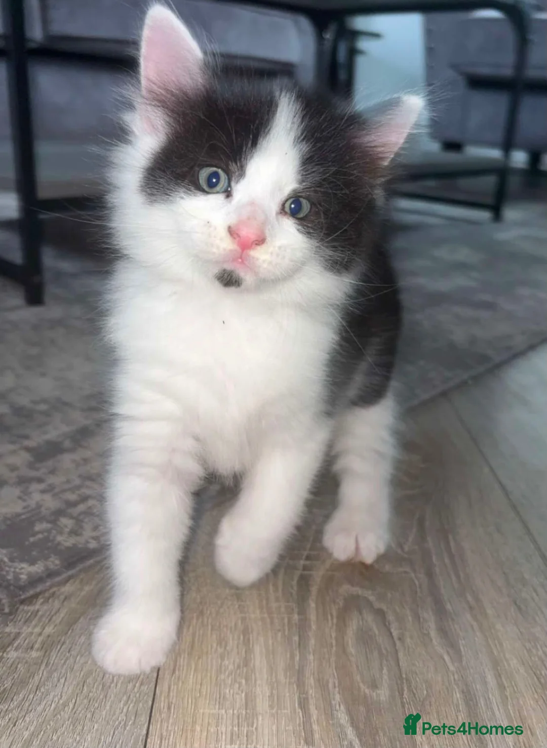Mixed Breed cats for sale: 4 kittens for sale - Advert 1