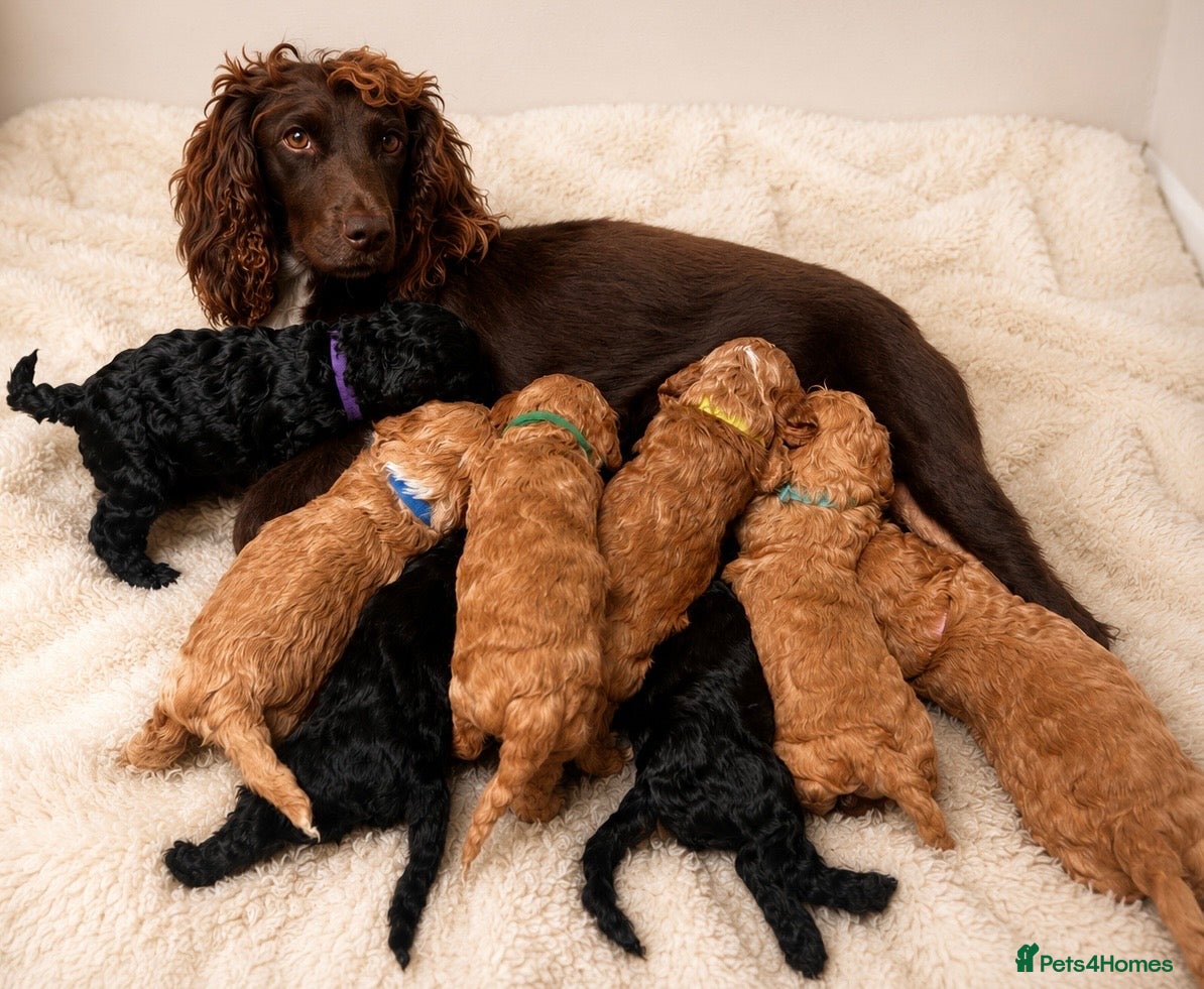 Cockapoo dogs Health Tested , KC Parents – F1 Cockapoos - Advert 2