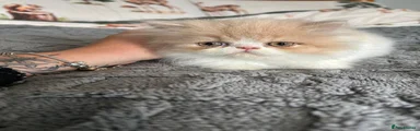 Persian Kitten 2