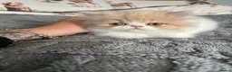 Persian cats for sale:  2 beautiful girls left Persian REDUCED £ - Advert 19