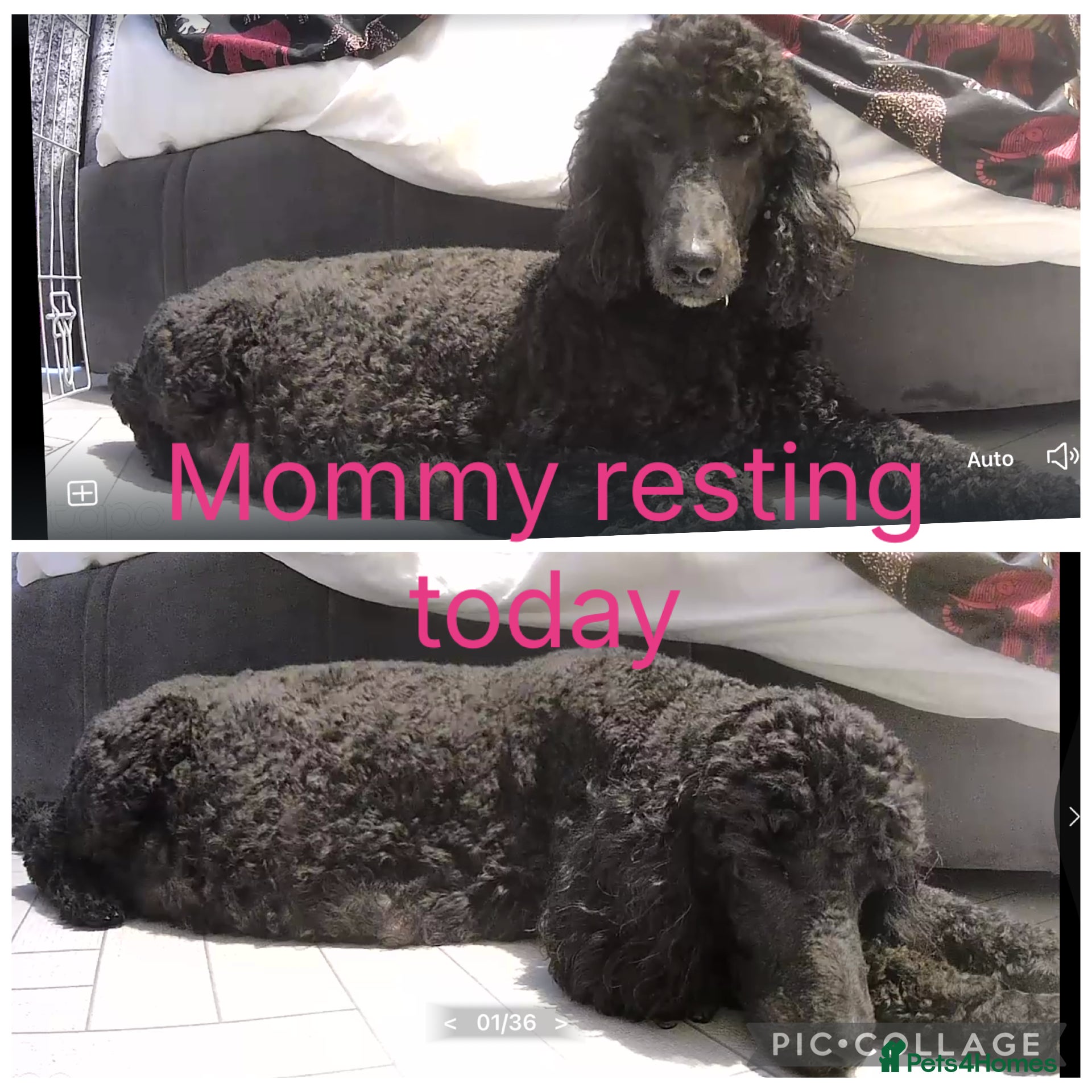 Labradoodle dogs Standard f2bb multigenerational labradoodle - Advert 16