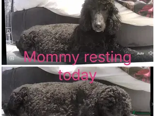 Labradoodle dogs Standard f2bb multigenerational labradoodle - Advert 16