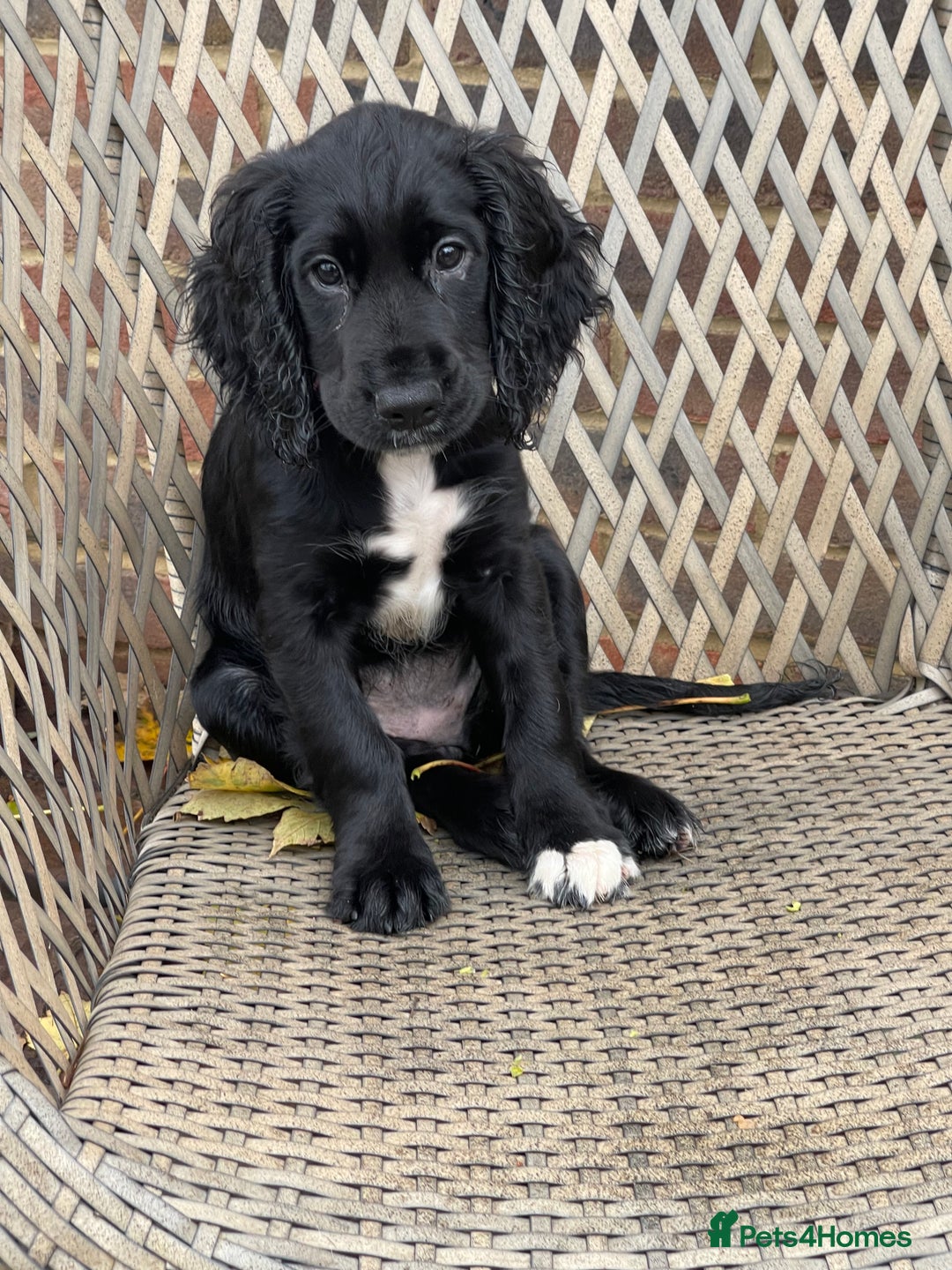 Cocker Spaniel dogs for sale: working cocker spaniel puppy for sale - Advert 15