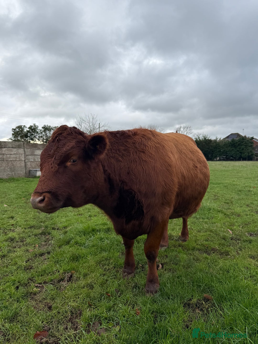 Cows & Bulls livestock for sale: 2 pedigree Dexter Heifers  - Advert 3
