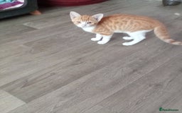 Mixed Breed cats for sale: Ginger Kittens - Image 4