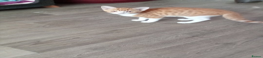 Mixed Breed Kitten 3