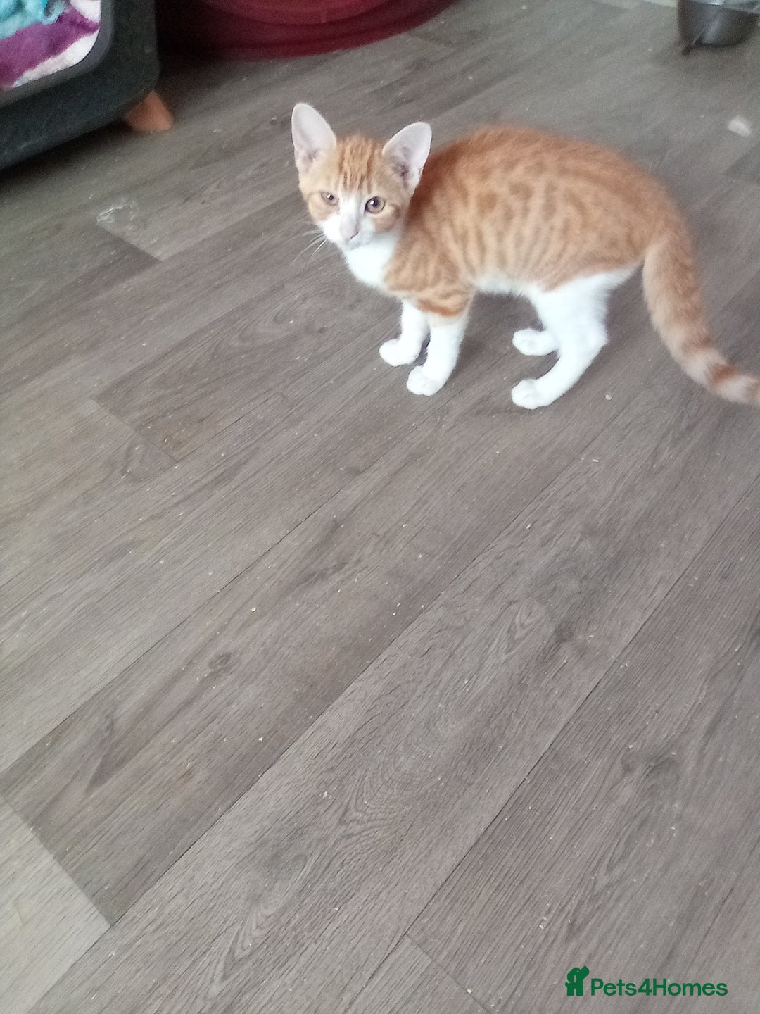 Mixed Breed cats for sale: Ginger Kittens - Image 4