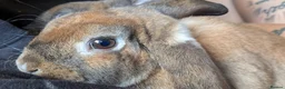 Mini Lop rabbits for sale: Mini plush lop - Advert 13