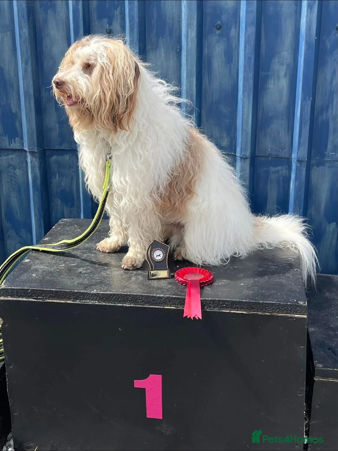 Bordoodle dogs for sale: F1 extensive genetic testing/full refund guarantee - Advert 5