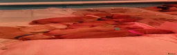 Labrador Retriever dogs for sale: Red/Golden Labrador puppies in Irvine - Advert 9