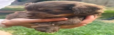 Cockapoo 1
