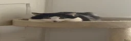 Mixed Breed cats for sale: Mixed Breed Cat For Sale - Advert 3