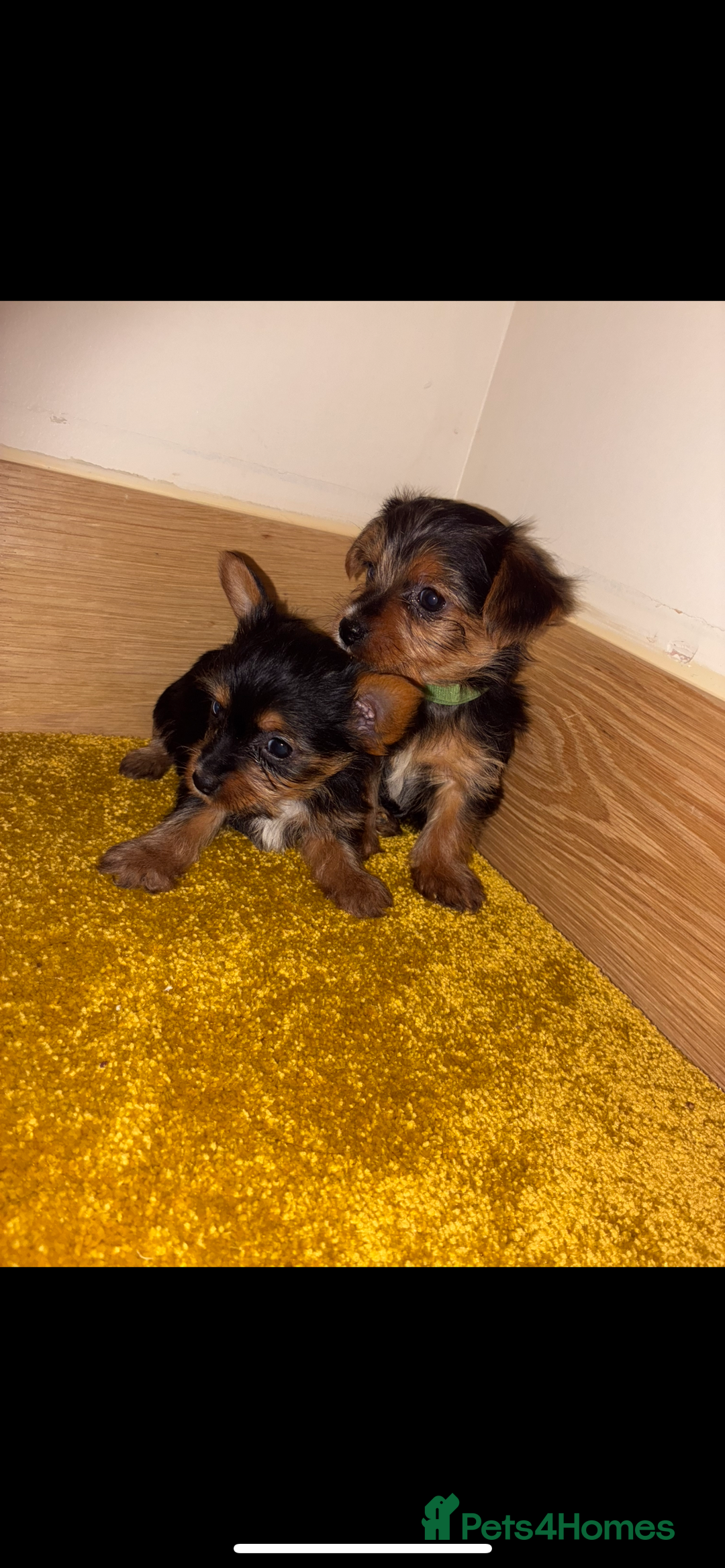 Yorkshire Terrier dogs for sale: Yorkshire Terrier puppies for sale  - Advert 6