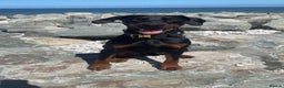 Dobermann dogs for stud: Doberman Stud Available - Advert 5