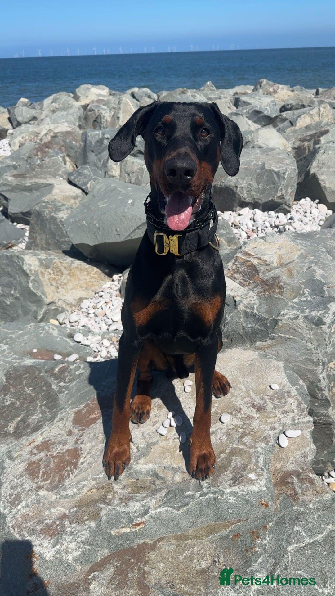 Dobermann dogs for stud: Doberman Stud Available - Advert 5