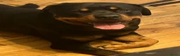 Rottweiler dogs for stud: Stud dog  - Advert 3