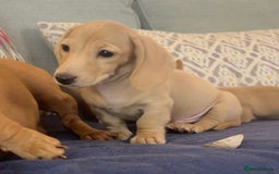 Miniature Dachshund dogs for sale: 🐶 Miniature Smooth Haired Dachshunds. KC REG. 🐶  - Image 34