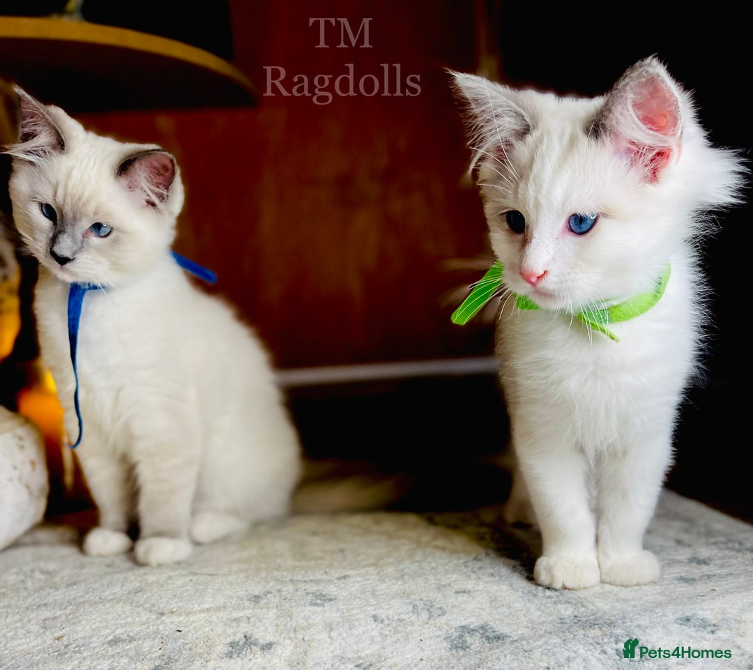 Ragdoll cats for sale: QUALITY GCCF RAGDOLLS KITTENS READY NOW  - Image 34