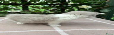 British Shorthair 1