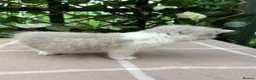 British Shorthair cats for sale: Lilac bi British shorthairs  - Advert 18