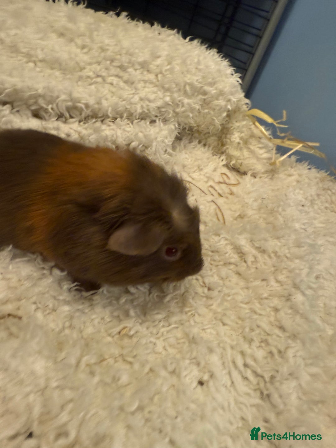 Guinea Pig rodents for sale: Baby guinea pigs  - Advert 5