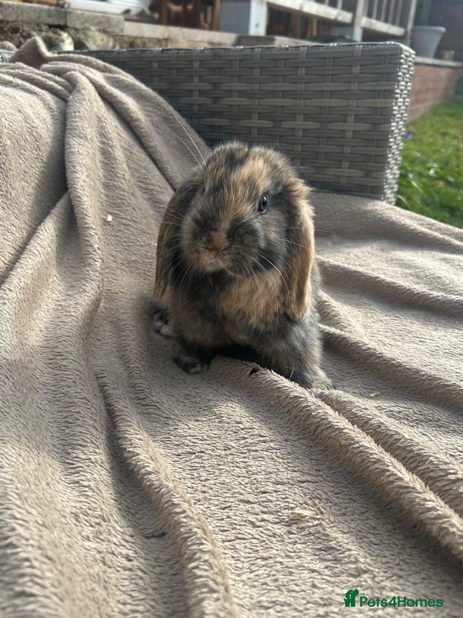 Mini Lop rabbits Beautiful mini lop rabbits  - Advert 2