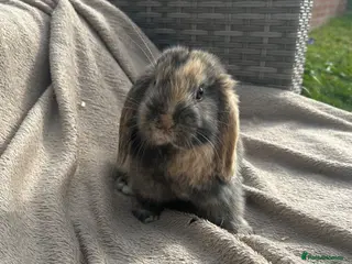 Mini Lop rabbits Beautiful mini lop rabbits - Advert 2