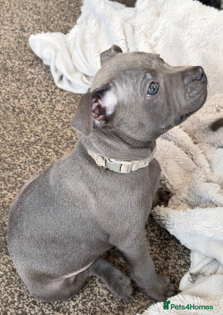 Staffordshire Bull Terrier dogs 2 REMAINING- Blue Staffy Pups - 7 weeks old - Advert 2
