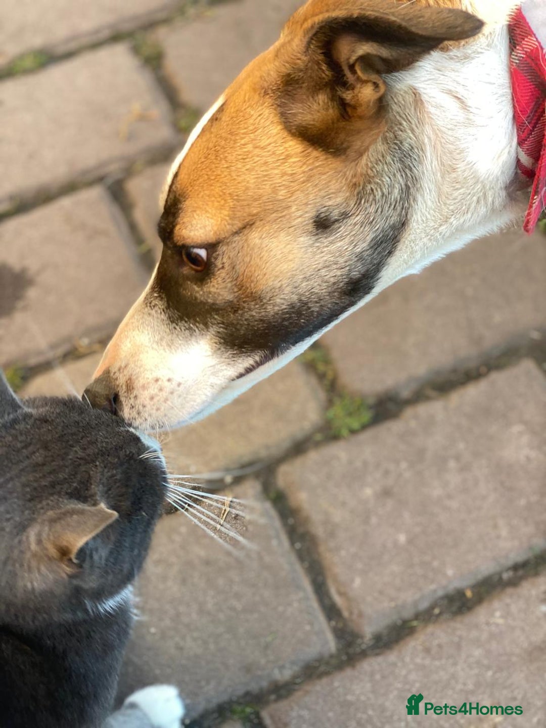 Mixed Breed dogs for adoption: 💖🐶 ZAYKA 🐶💖 - Advert 10