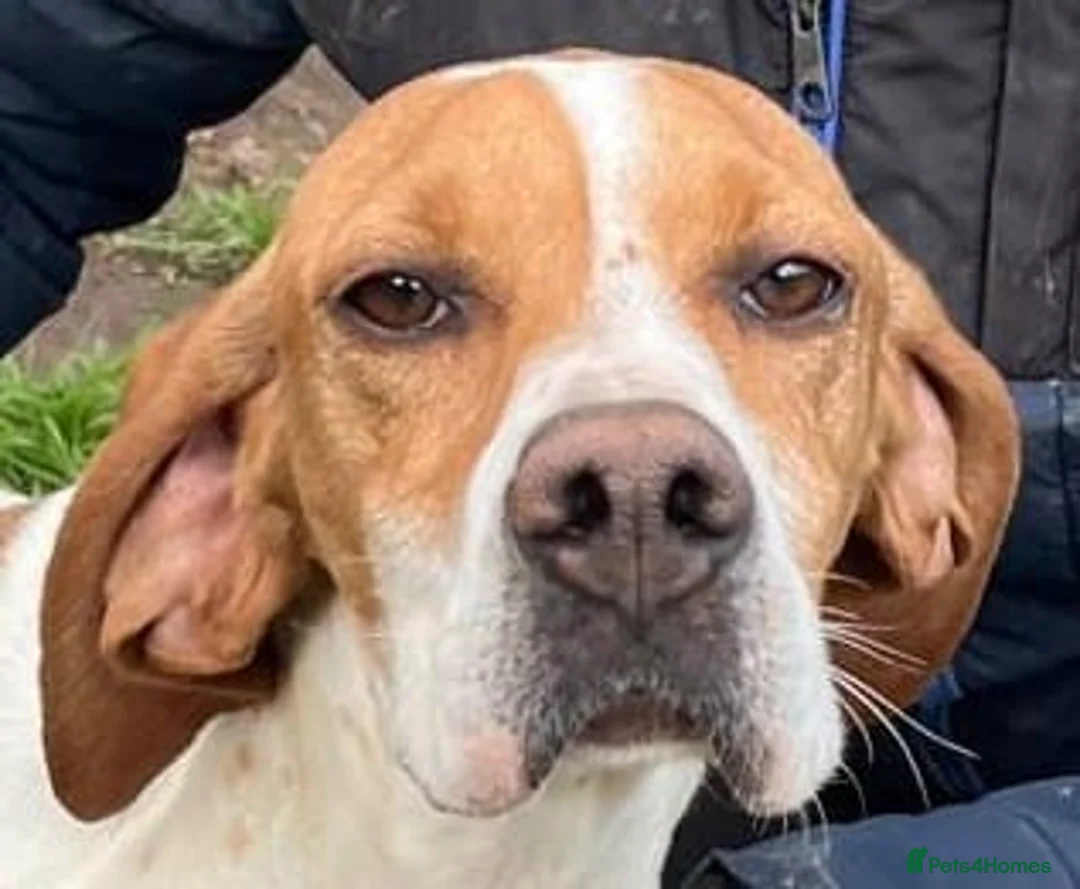 Pointer dogs for adoption: Beautiful young Pointer Neska in Cheltenham - Advert 1