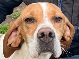 Pointer dogs Beautiful young Pointer Neska - Advert 4