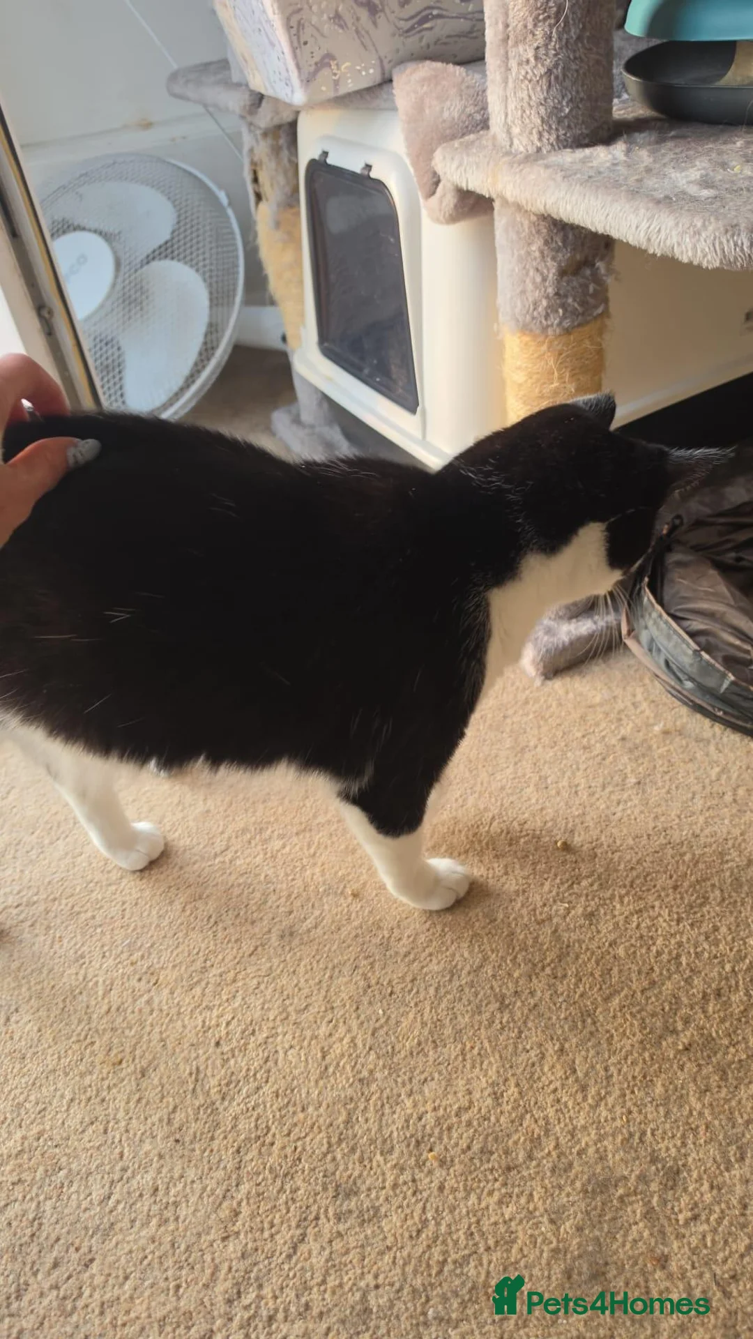 Mixed Breed cats for sale: 2 adult male cats  in Derby - Advert 2