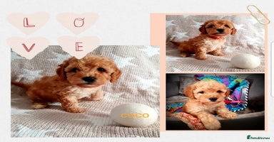 Cavapoo dogs - Advert 6