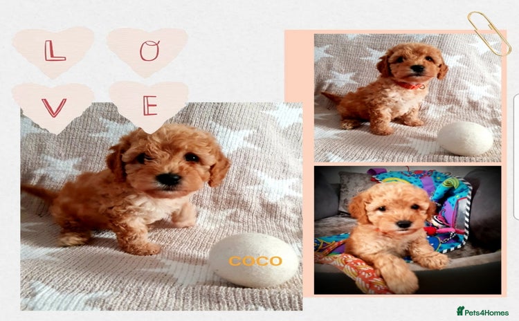 Cavapoo dogs - Advert 2