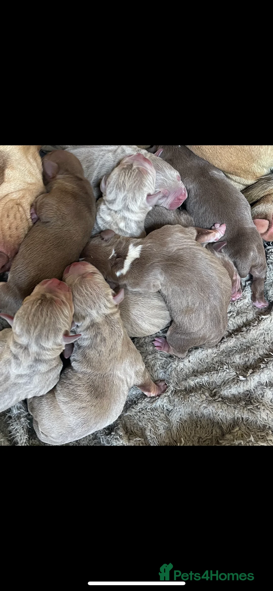 American Bully dogs for stud: Proven lilac tri abkc American pocket bully stud in Trowbridge - Advert 7