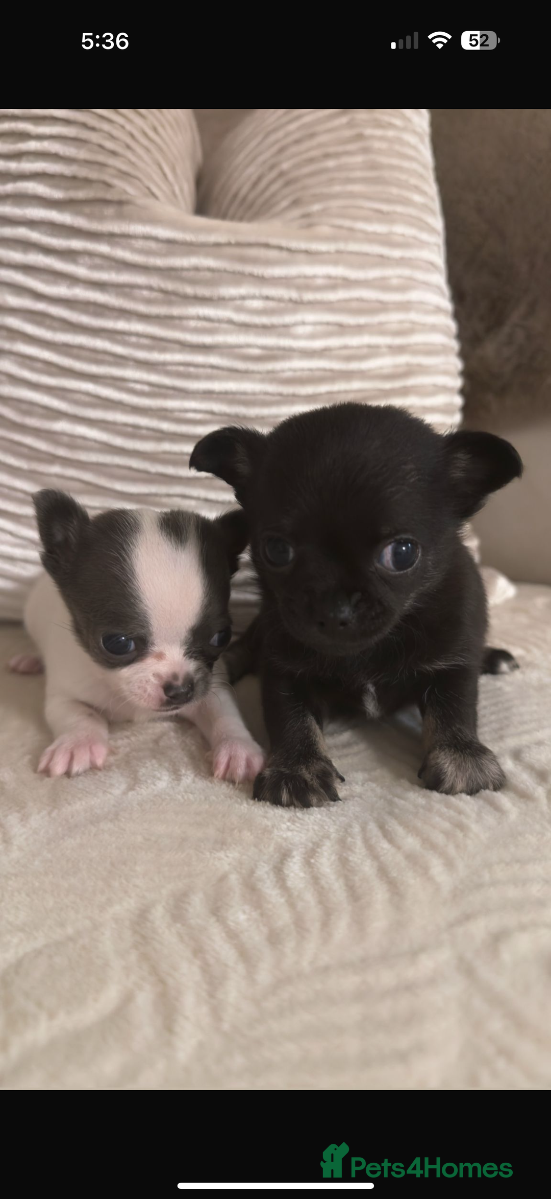 Chihuahua dogs for sale: Chihuahua puppies  - Advert 3