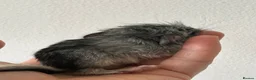 Chinchilla rodents for sale: Chinchilla kits just born  - Advert 2