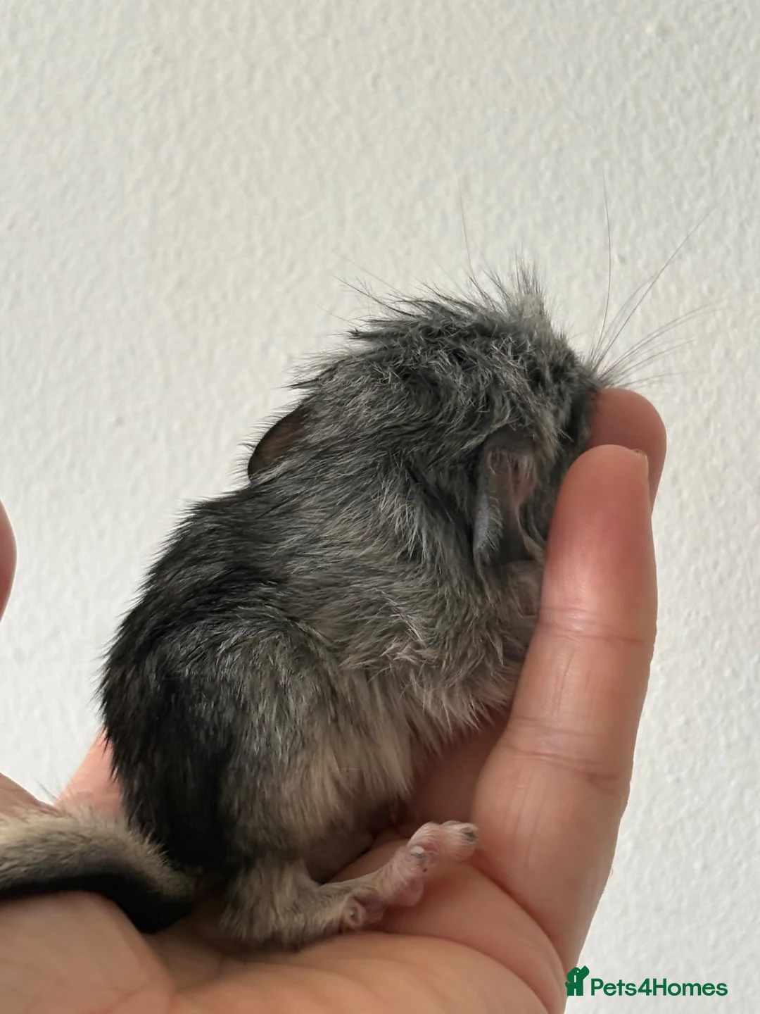 Chinchilla rodents for sale: Chinchilla kits just born  - Advert 2
