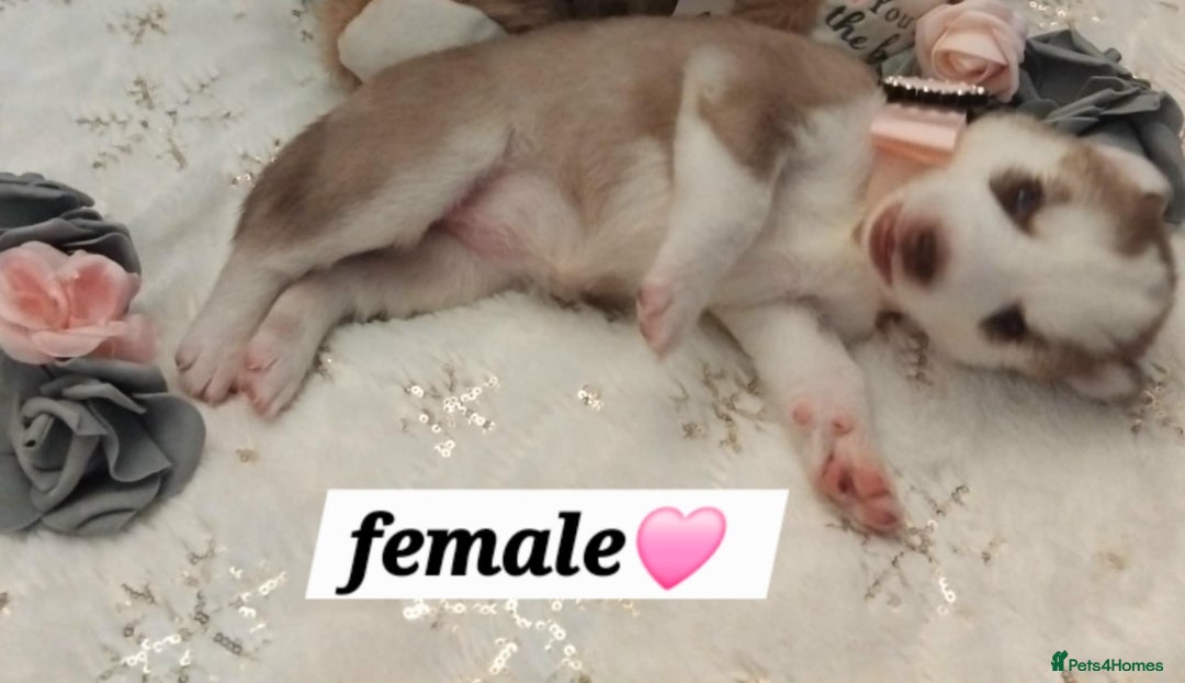 Siberian Husky dogs for sale: Siberian Husky puppies - Advert 9